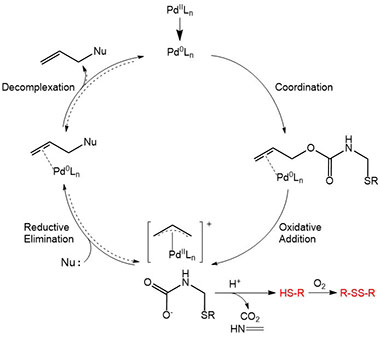 Allocam Catalytic Cycle