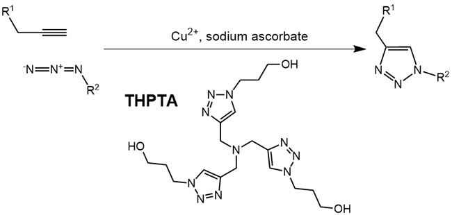 THPTA: Ligand-accelerated Click Chemistry in Aqueous Solution