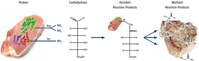 Schematic representation of Maillard reaction products formation
