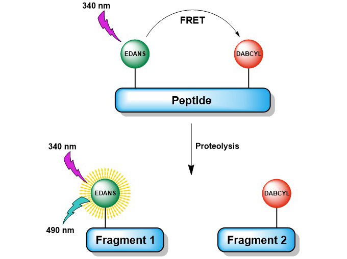 Screening of protease activity using FRET-based fluorogenic protease substrates