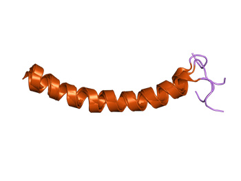 3D-Structure of LL-37, a cationic antimicrobial peptide belonging to the group of Cathelicidines.