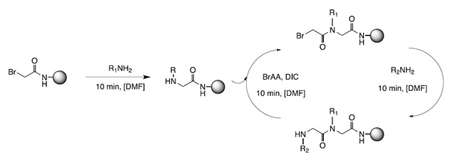 The two-step synthesis of a N-substituted glycine out of the two submonomers bromoacetic acid and the amine of choice. Further elongation of the peptoid chain is achieved by the repetition of this reaction sequence under the same conditions.