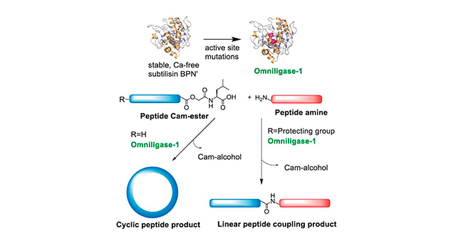Omniligase-1 catalyzed the cyclization of a peptide ester fragment with unprotected N-terminus, or the ligation with a second peptide fragment, in which case the N-terminus of the peptide ester fragment has to be protected.