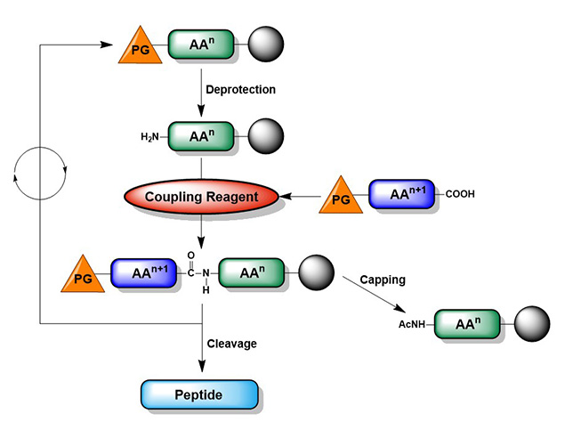 Cycle of activation, coupling and deprotection during solid-phase peptide synthesis.